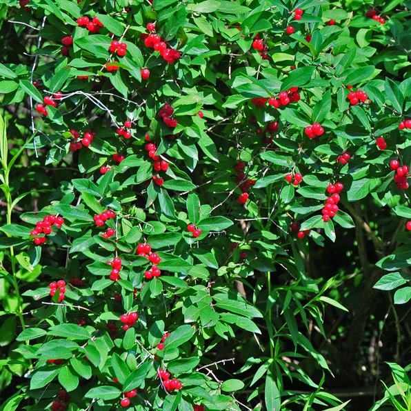 MORROW'S HONEYSUCKLE